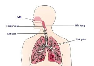 Viêm đường hô hấp trên là gì