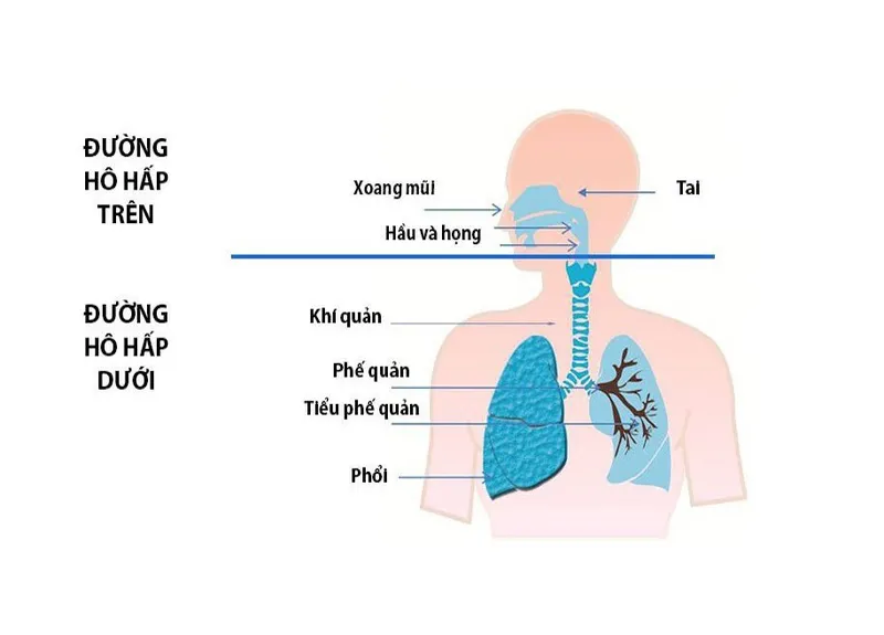 Nguyên nhân gây viêm đường hô hấp trên